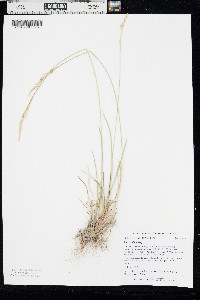 Poa arida image