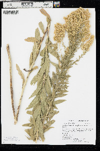 Solidago canadensis var. gilvocanescens image