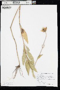 Helianthus pauciflorus image