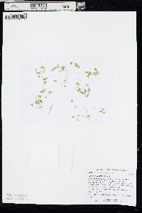 Lemna turionifera image