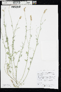 Dalea candida var. oligophylla image
