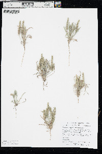 Plantago patagonica image