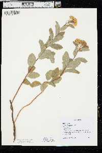 Spiraea betulifolia image