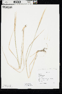 Elymus trachycaulus subsp. trachycaulus image
