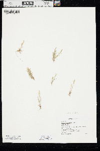 Vulpia octoflora var. octoflora image