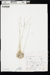 Puccinellia nuttalliana image