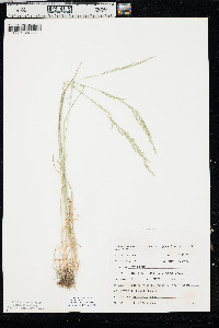 Poa nemoralis image