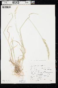 Poa secunda var. juncifolia image