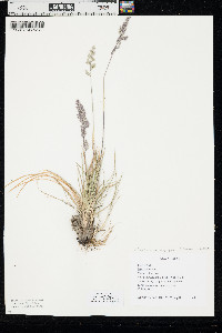 Poa fendleriana subsp. longiligula image