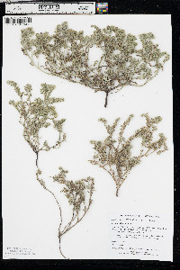 Cryptantha minima image