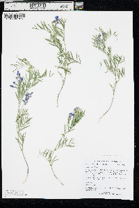 Vicia americana subsp. minor image