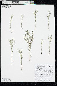 Lappula occidentalis var. cupulata image