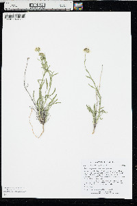 Erigeron pumilus image