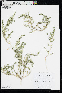 Amaranthus albus image
