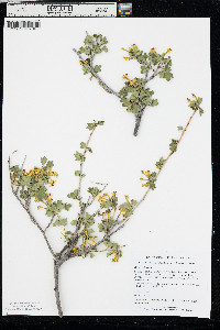 Ribes odoratum image