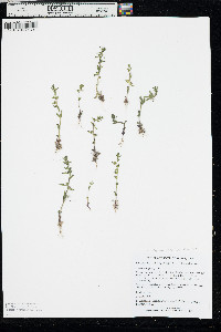Veronica peregrina subsp. xalapensis image