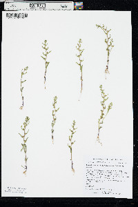 Veronica peregrina subsp. xalapensis image