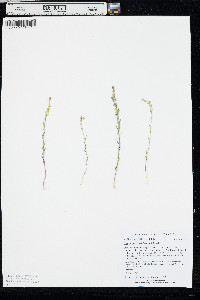 Lepidium densiflorum image