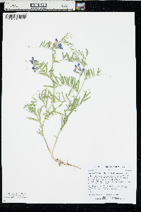 Vicia americana subsp. minor image