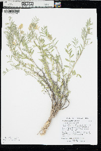 Astragalus racemosus image