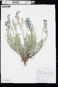 Oxytropis lambertii image
