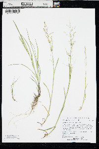 Catabrosa aquatica image