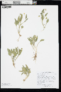 Viola nuttallii image