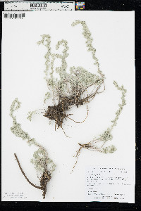 Artemisia frigida image