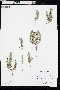 Hedeoma hispida image