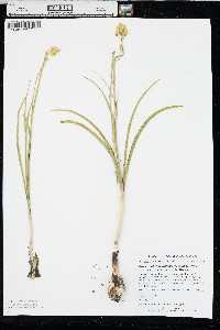 Toxicoscordion venenosum image