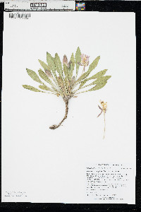 Oenothera cespitosa image