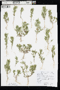 Dyssodia papposa image