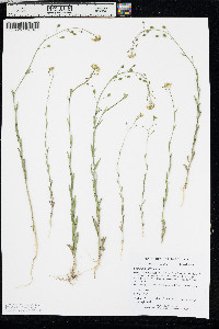 Camelina microcarpa image