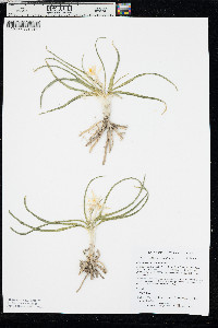 Leucocrinum montanum image