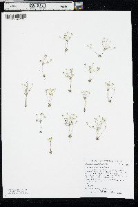 Androsace occidentalis image