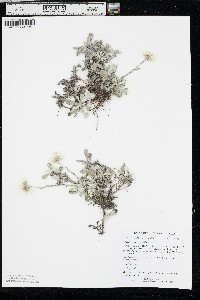 Antennaria parvifolia image