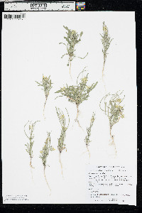 Erysimum repandum image