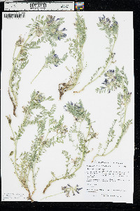 Astragalus crassicarpus image