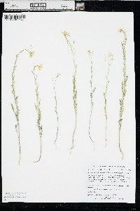 Descurainia longepedicellata image