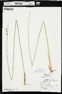 Juncus balticus subsp. ater image