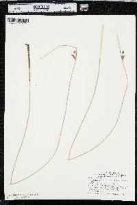 Juncus balticus subsp. ater image