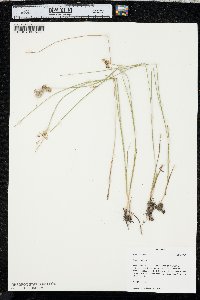 Juncus nodosus image