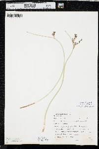 Juncus balticus subsp. ater image