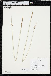 Juncus balticus subsp. ater image