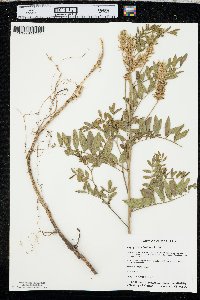 Glycyrrhiza lepidota image