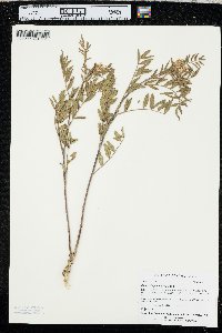 Glycyrrhiza lepidota image