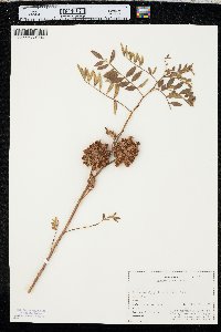 Glycyrrhiza lepidota image