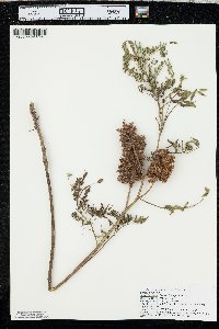 Glycyrrhiza lepidota image