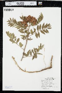 Glycyrrhiza lepidota image