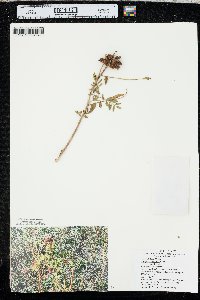 Glycyrrhiza lepidota image